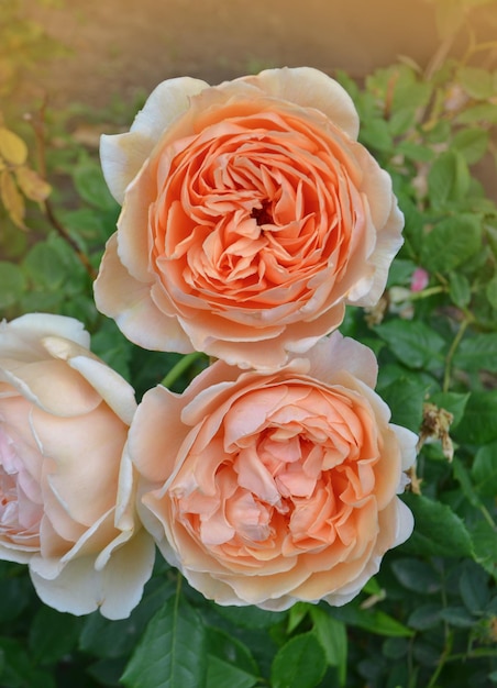 Orange flowering rosa Lady of Shalott in garden