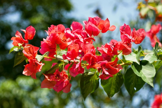 Orange flowerlike spring leaves of a Bougainvillea