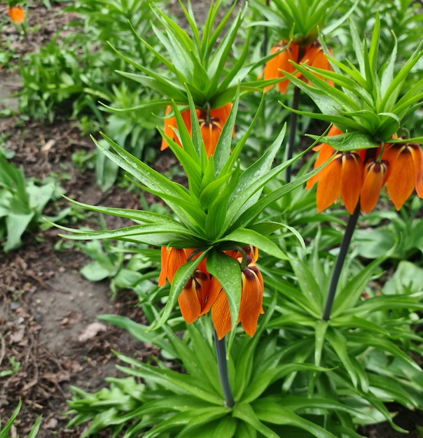 주황색 꽃이 정원에서 자라고 있으며 녹색 잎과 위에 백합이라는 단어가 있습니다.
