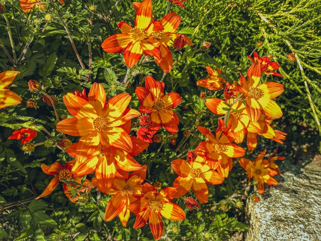 Orange flowers on a background of green grass in a sunny summer day