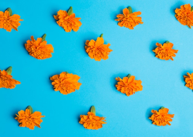 Orange flowers on blue