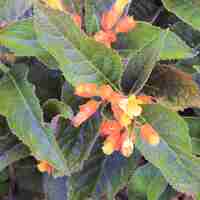 Photo orange flowers in the garden