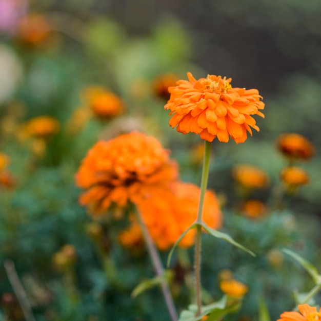 庭のオレンジ色の花