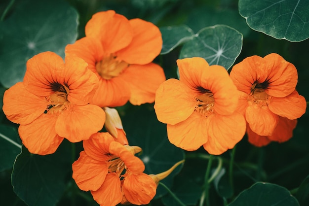 Orange flowers and green leaves of garden nasturtium closeup