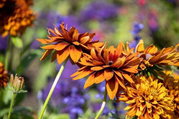 写真 温かい夏の庭でオレンジの花がクローズアップで