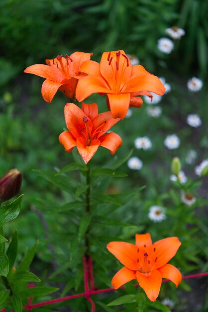 写真 庭のオレンジ色の花