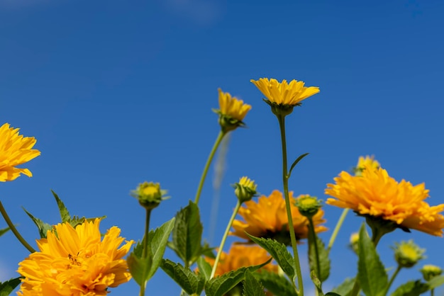 写真 風の強い天候でオレンジ色の花