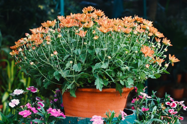 Orange Flowers of Marigold in a pot