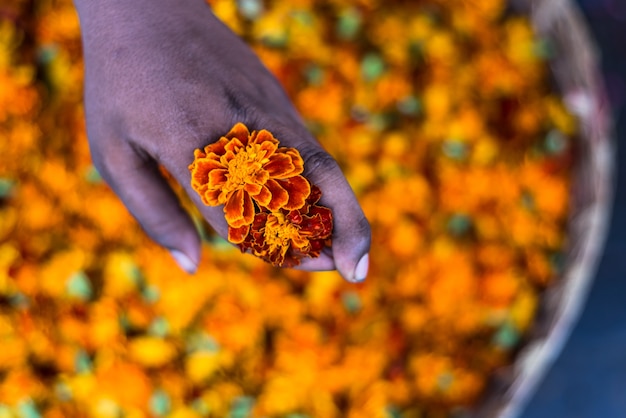 orange flowers market