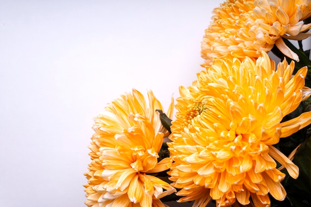 Orange flowers and postcard on white background