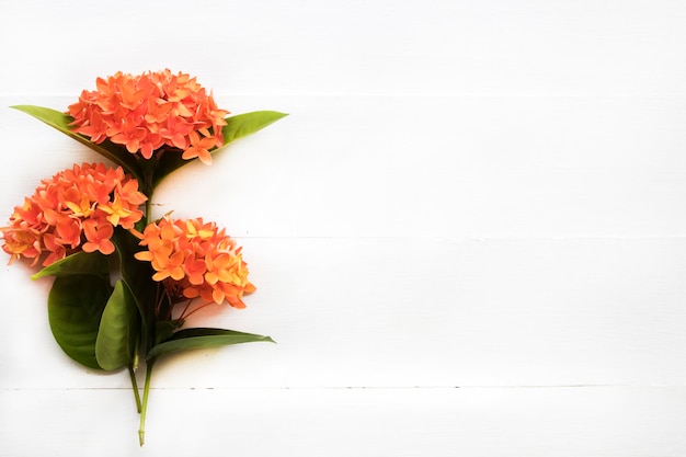 orange flowers rubiaceae local flora arrangement flat lay style