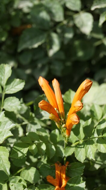 Orange flowers of Tecoma capensis also known as Cape honeysuckle Tecomaria Marsh horsetail etc