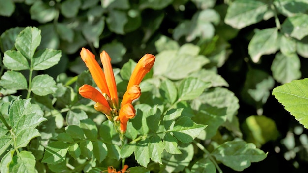 케이프 인동덩굴 테코마리아 습지 말꼬리 등으로도 알려진 테코마 카펜시스의 주황색 꽃