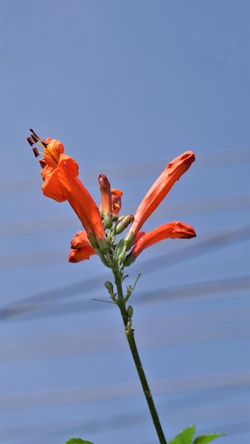 Tecoma capensis 別名スイカズラ Tecomaria Marsh ツクシなどのオレンジ色の花