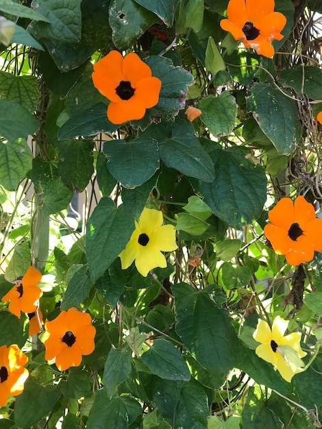 Orange flowers of the Thunbergia alata plant poet's eye