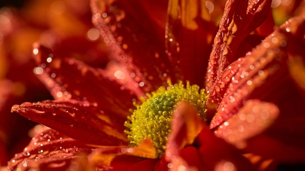 白い背景にオレンジ色の花