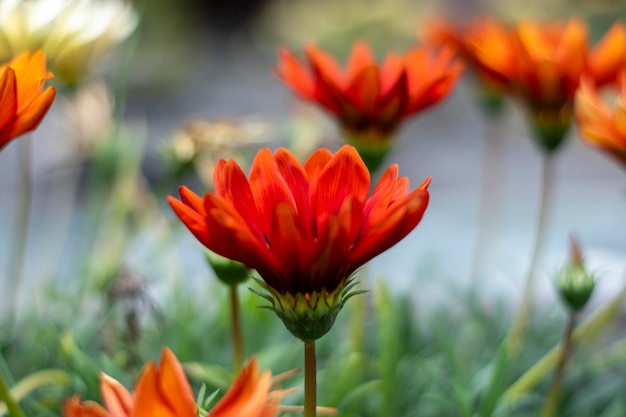 orange flowers with defocused green background