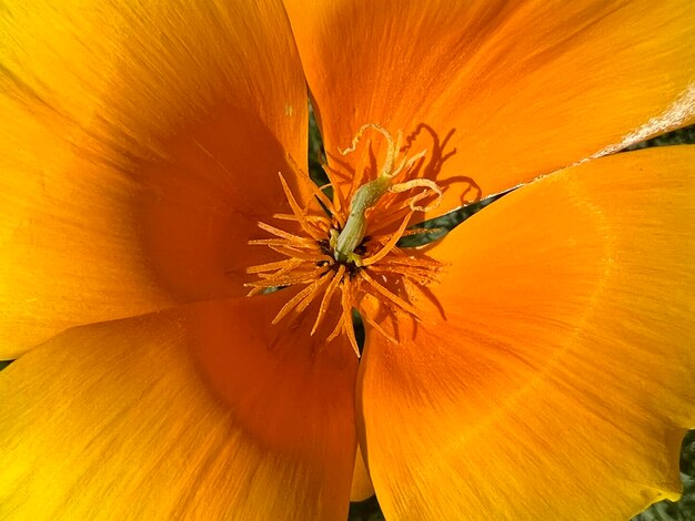 Orange flowers