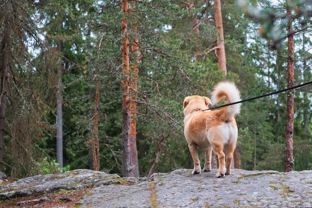 Orange fluffy dog standing in forest and looking ahead