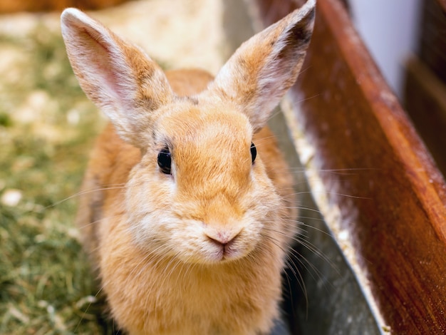 Оранжевый пушистый кролик на траве крупным планом_