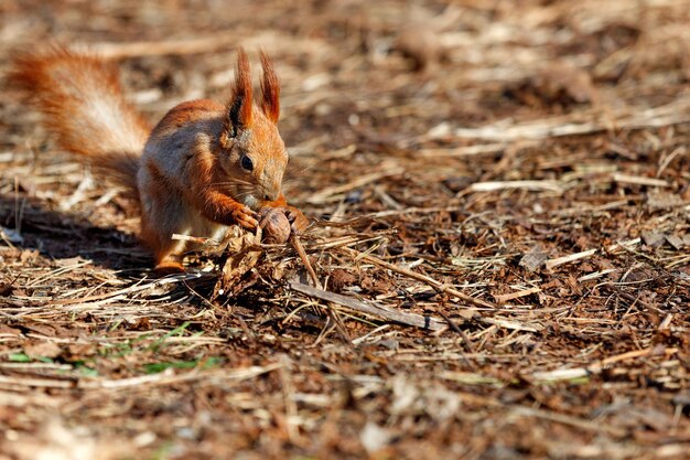 Foto uno scoiattolo soffice arancione con le orecchie sporgenti si siede a terra