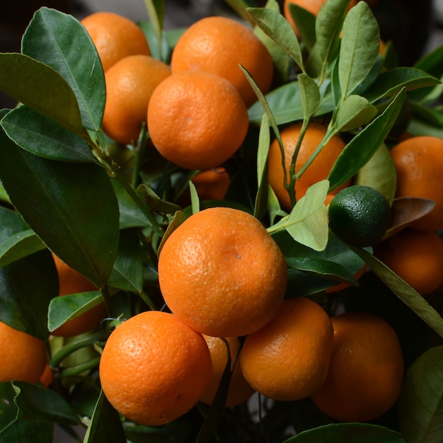 Orange fruit for backgrouund