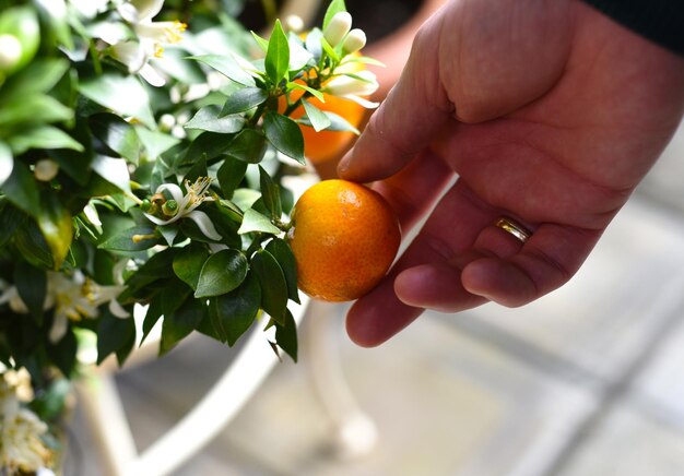 Orange fruit in a hand harvesting