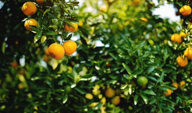 Orange fruit organic orange garden oranges ready to harvest and eat Fresh orange juice from