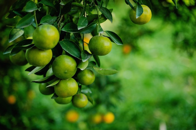 Orange fruit organic orange garden oranges ready to harvest and eat Fresh orange juice from