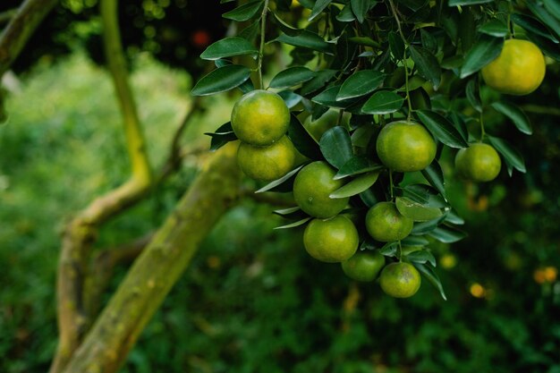 Photo orange fruit organic orange garden oranges ready to harvest and eat fresh orange juice from