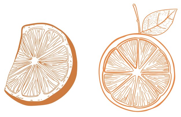 Photo orange fruit slice in continuous line art drawing style
