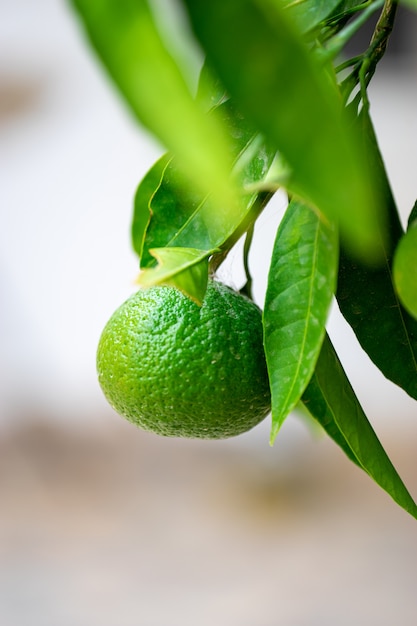 Orange fruit tree orchard