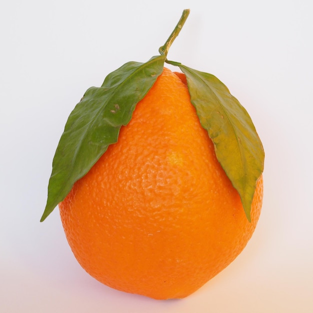 Orange fruit