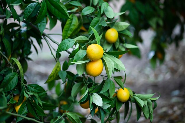 orange fruit