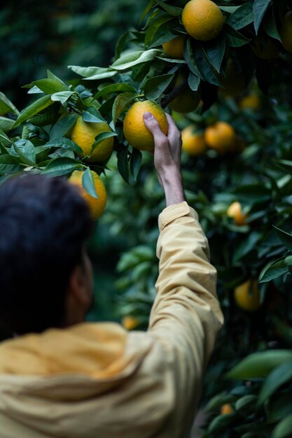 Photo orange fruit