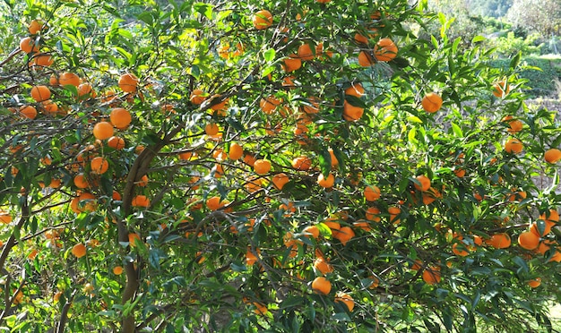 Orange fruit