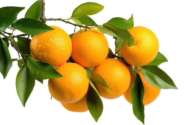 Orange fruits and green leaves isolated on white transparent background citrus orange tree branch