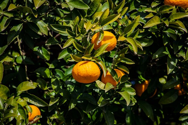 Foto frutti d'arancia che crescono sull'albero