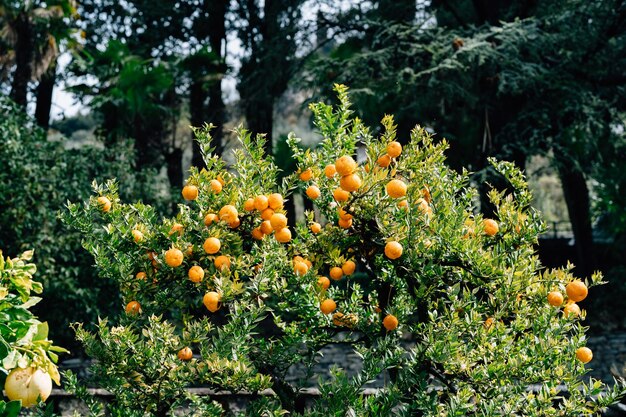 Orange fruits growing on tree