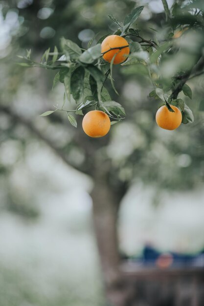 Photo orange fruits growing on tree