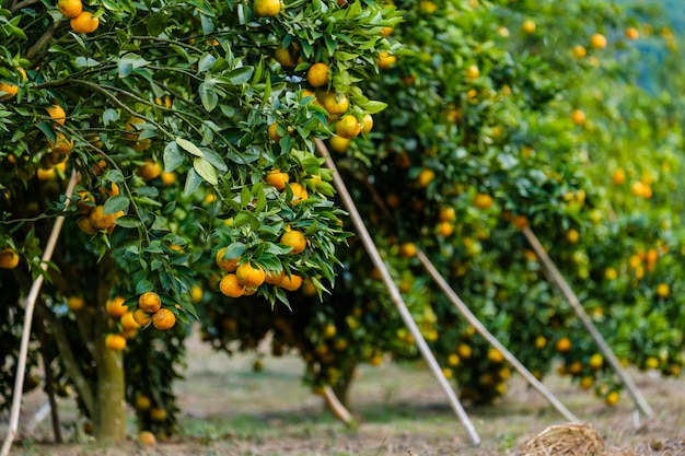 Photo orange fruits growing on tree