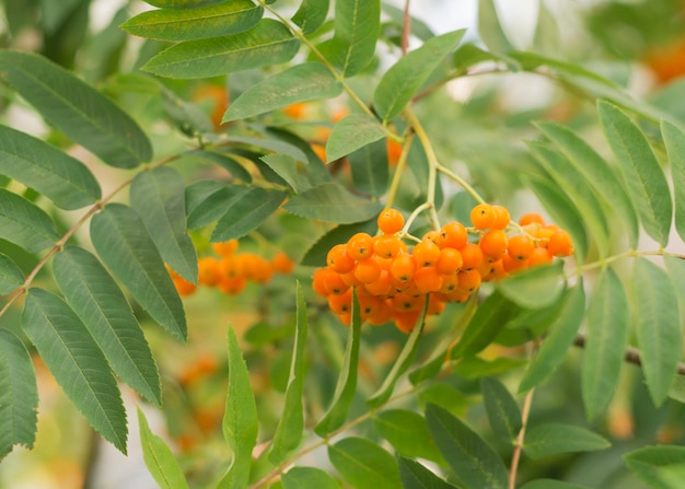 사진 sorbus aucuparia 2의 오렌지 과일