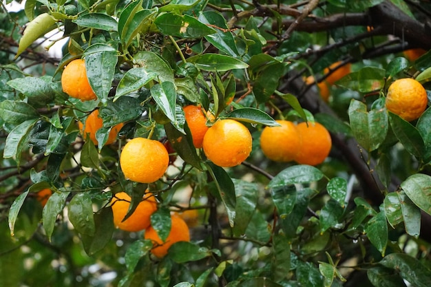 Фото Апельсиновые фрукты на дереве