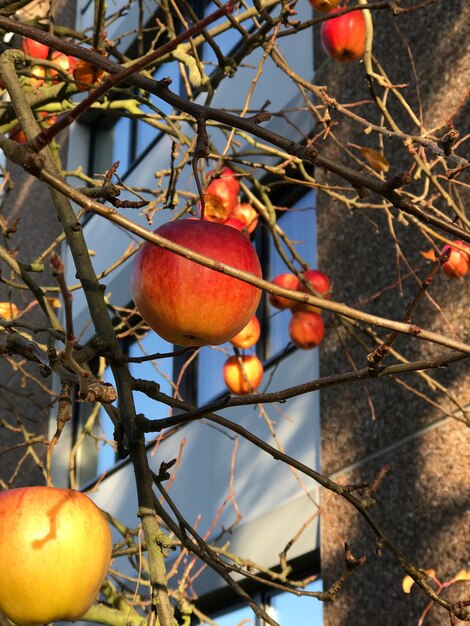 Photo orange fruits on tree