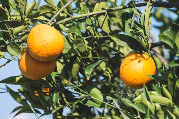 Photo orange fruits on tree