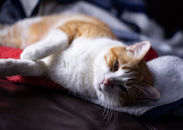 The orange fur cat is sleeping on the bed and looks very pretty