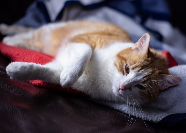 オレンジ色の毛皮の猫はベッドで寝ていて、とてもきれいに見えます