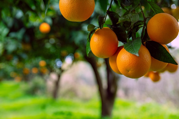 Orange garden and ripe oranges on tree branches