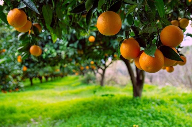 Апельсиновый сад и спелые апельсины на ветвях деревьев