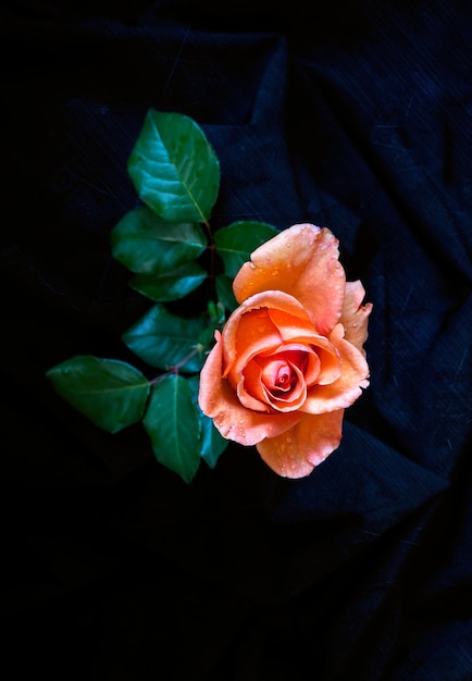 Orange garden rose on a dark background closeup